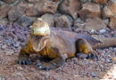 Galapagos – wyspy poza światem