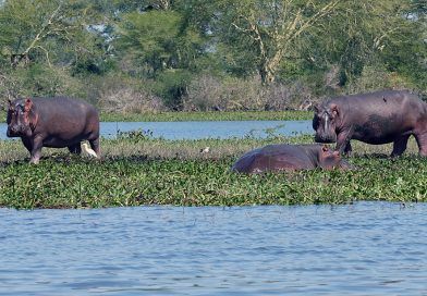 Hipopotamy w Parku Narodowym Liwonde w Malawi
